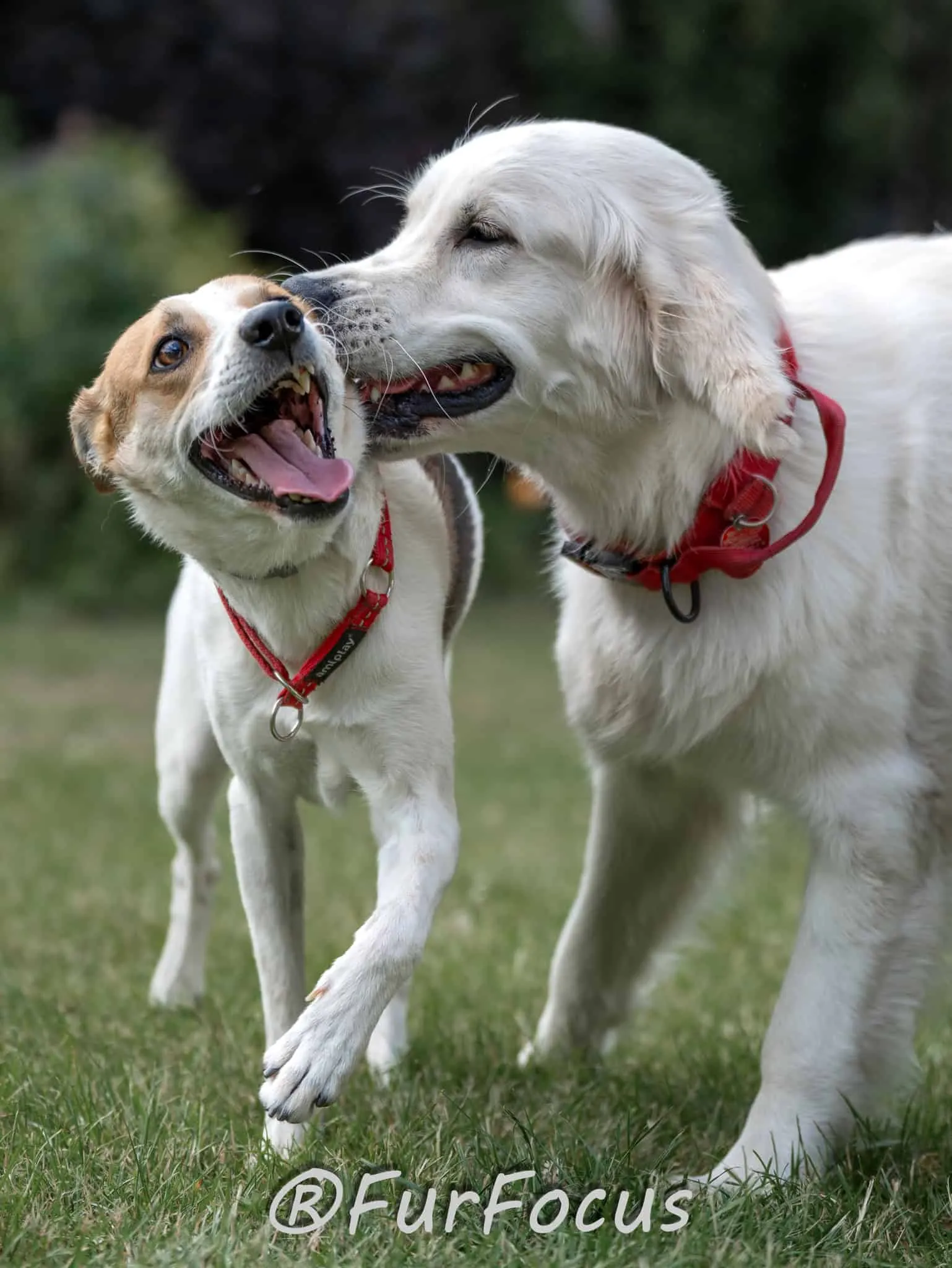 Aleksandsra Zawadzka - Glinka - Galeria - Behawiorysta psów