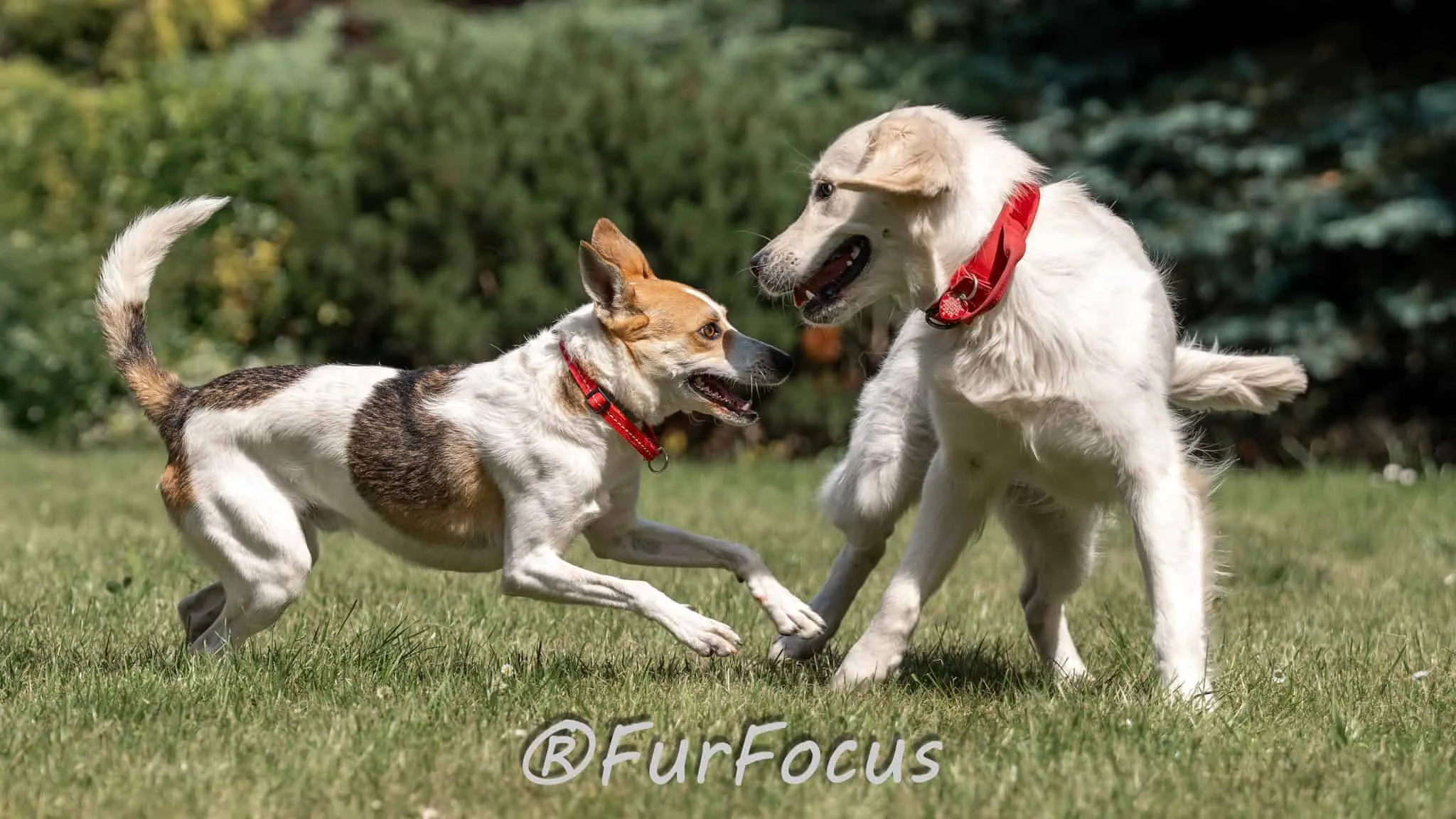 Aleksandsra Zawadzka - Glinka - Galeria - Behawiorysta psów