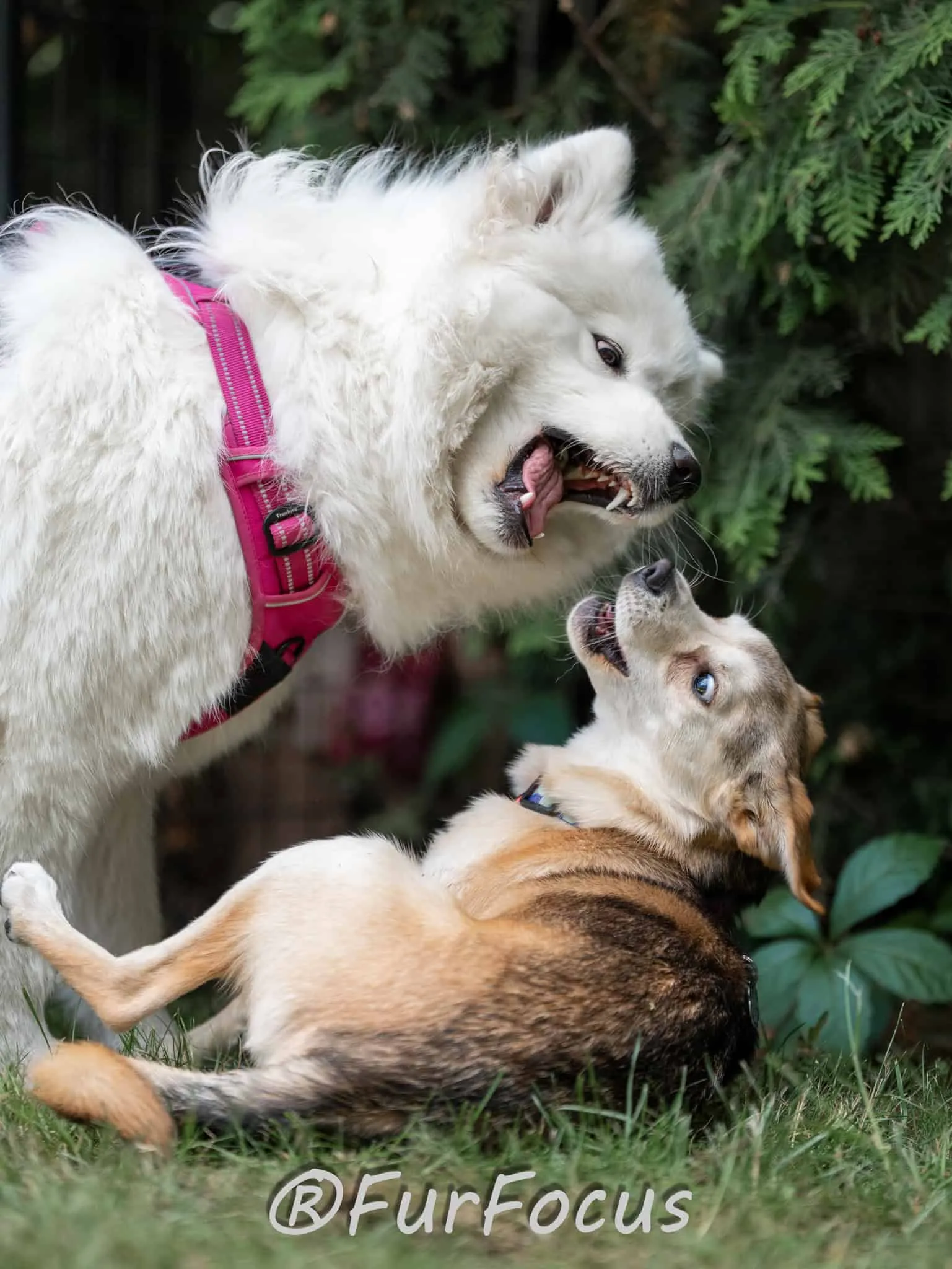 Aleksandsra Zawadzka - Glinka - Galeria - Behawiorysta psów
