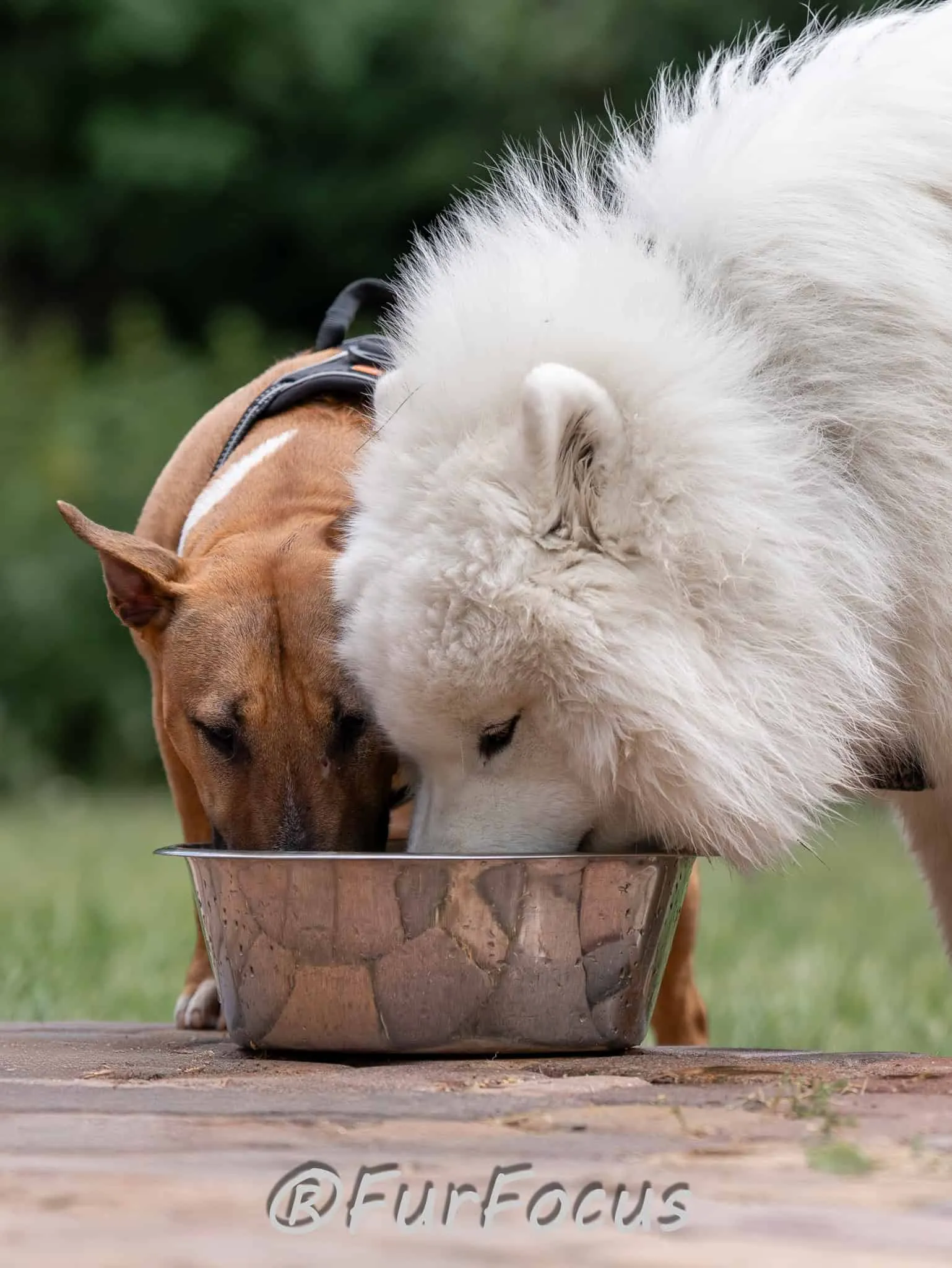 Aleksandsra Zawadzka - Glinka - Galeria - Behawiorysta psów