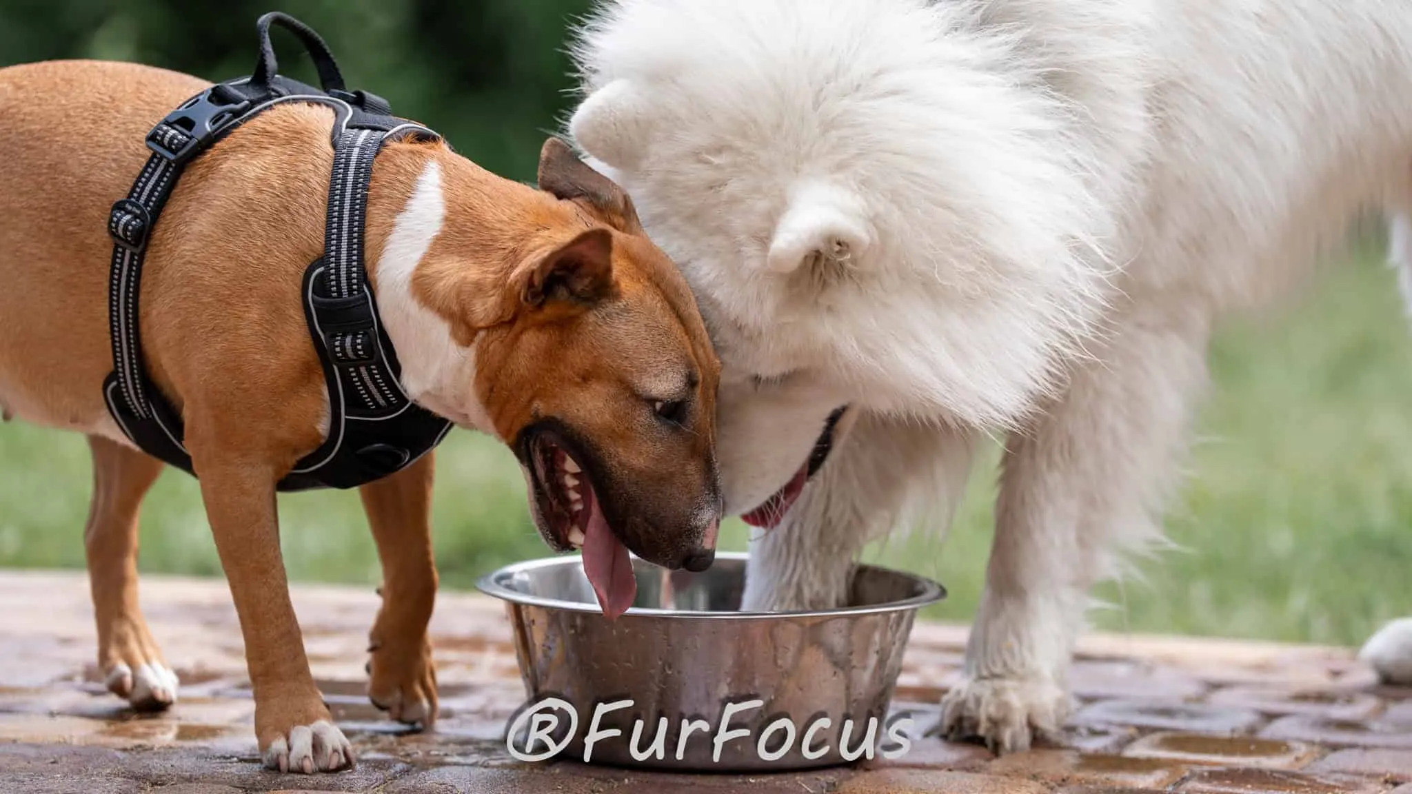 Aleksandsra Zawadzka - Glinka - Galeria - Behawiorysta psów