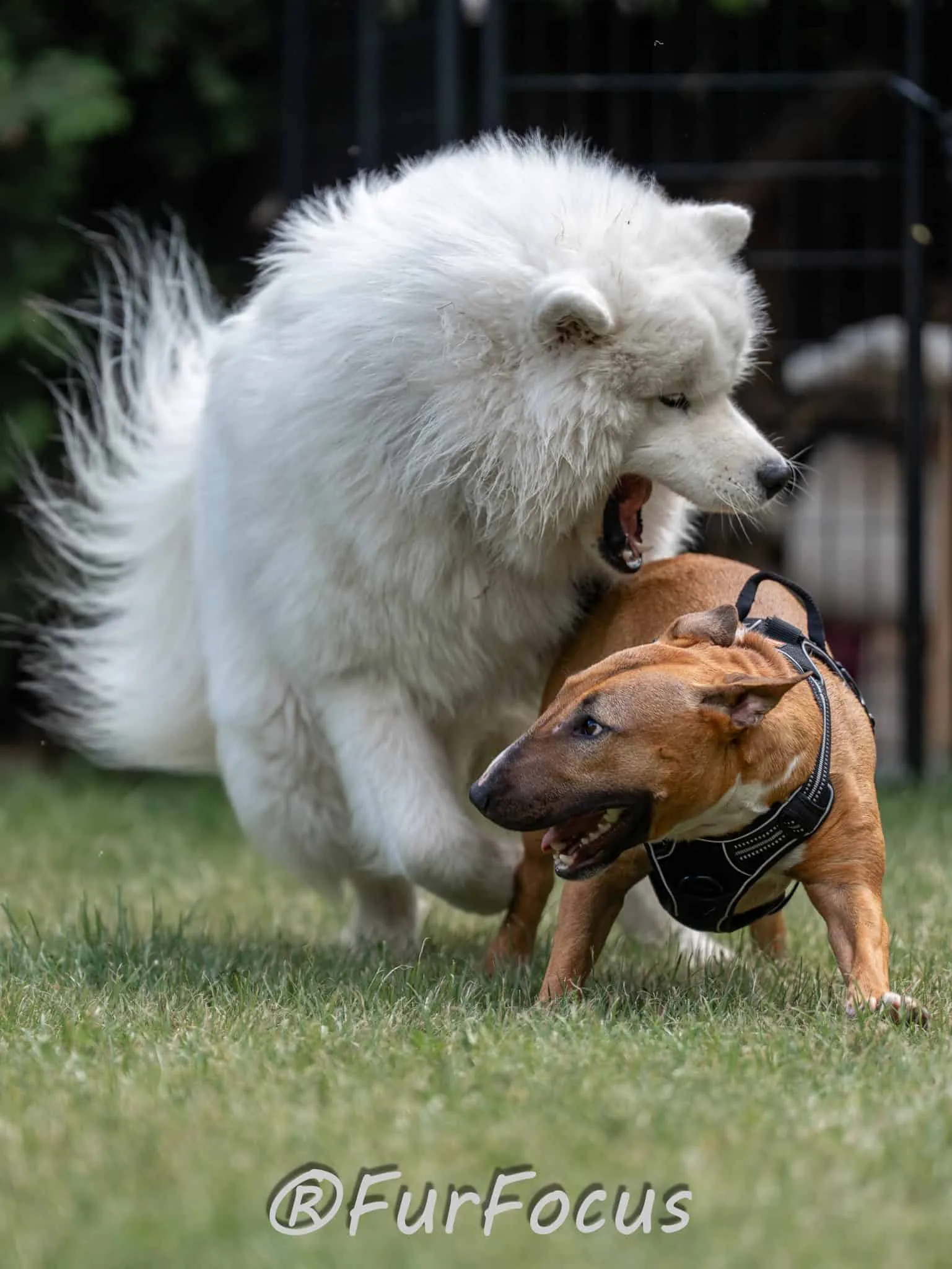 Aleksandsra Zawadzka - Glinka - Galeria - Behawiorysta psów