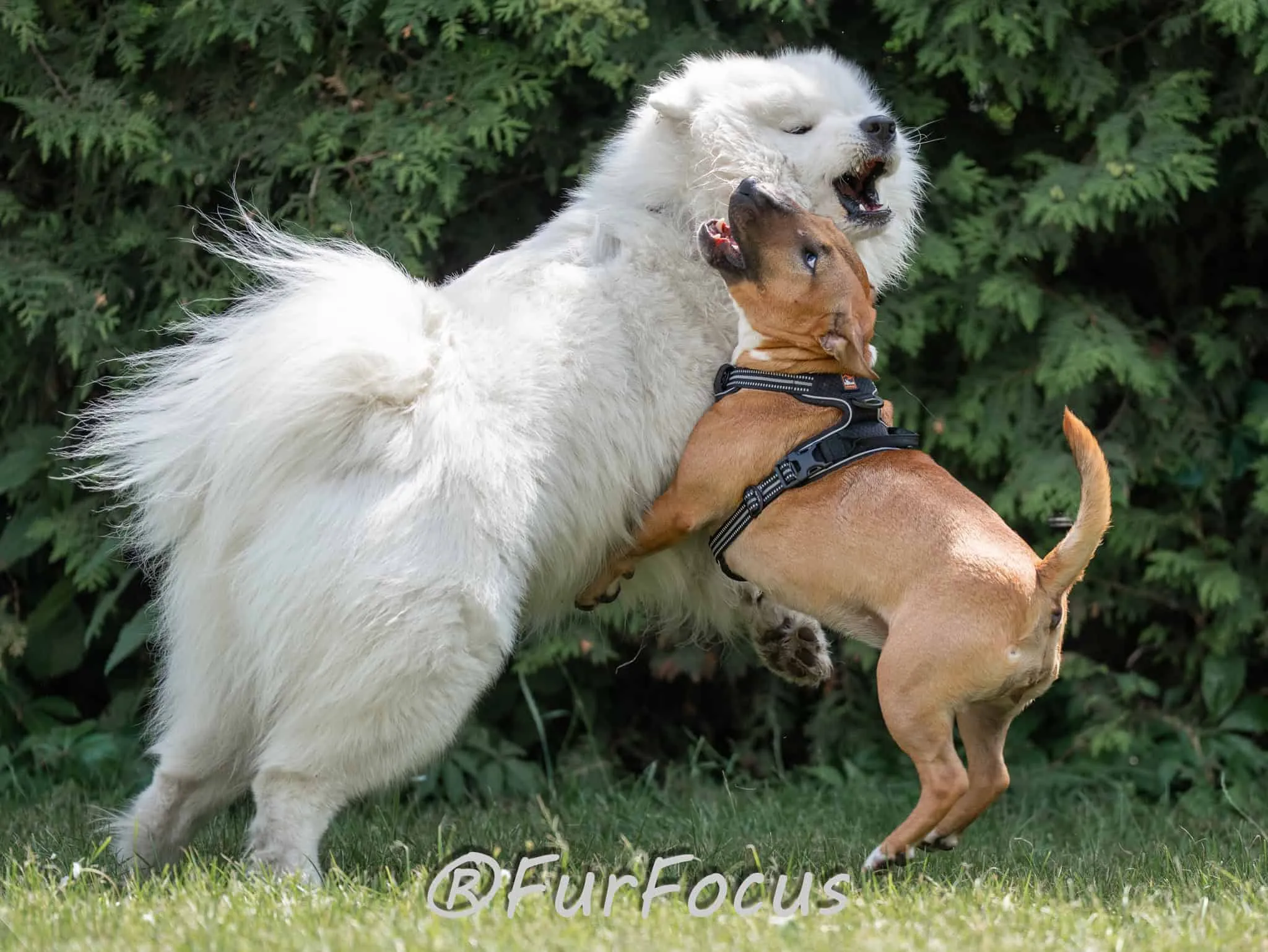 Aleksandsra Zawadzka - Glinka - Galeria - Behawiorysta psów