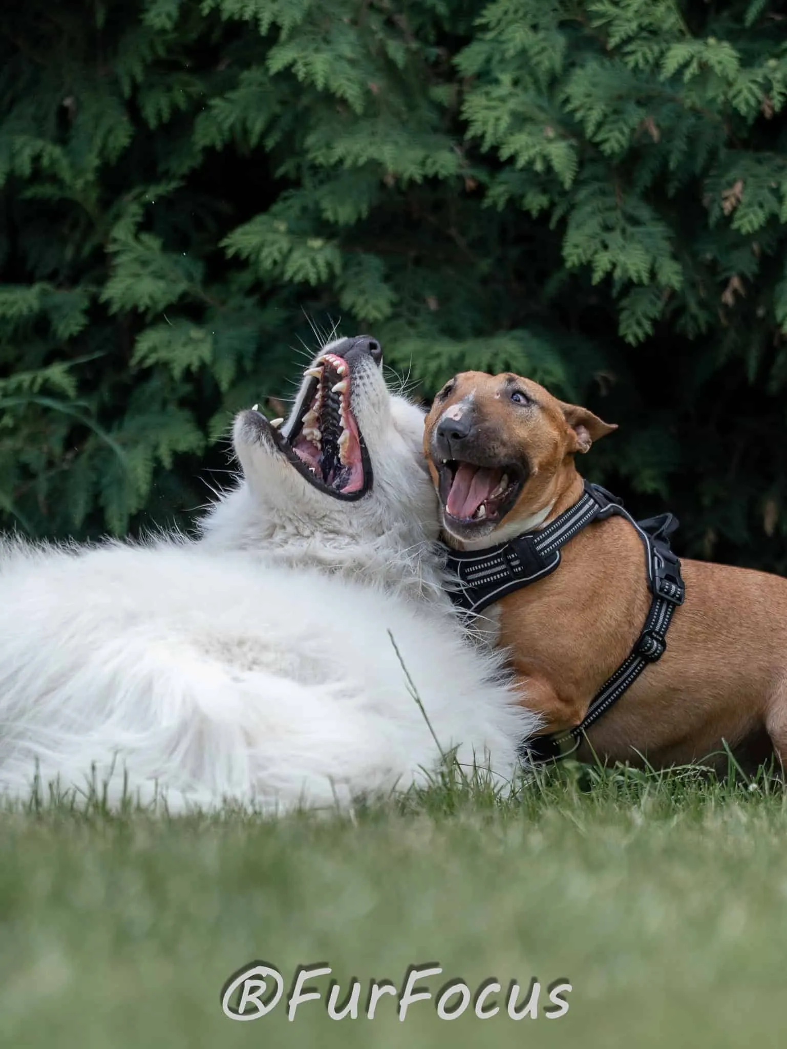 Aleksandsra Zawadzka - Glinka - Galeria - Behawiorysta psów