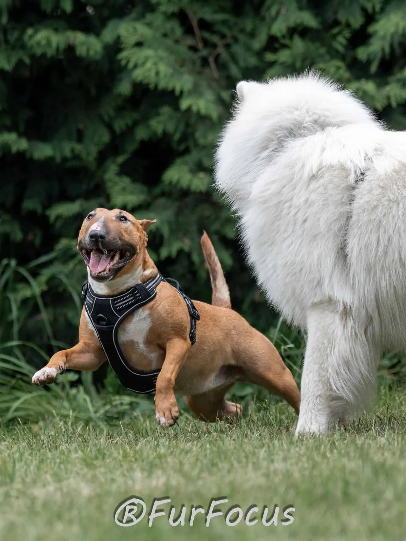 Aleksandsra Zawadzka - Glinka - Galeria - Behawiorysta psów