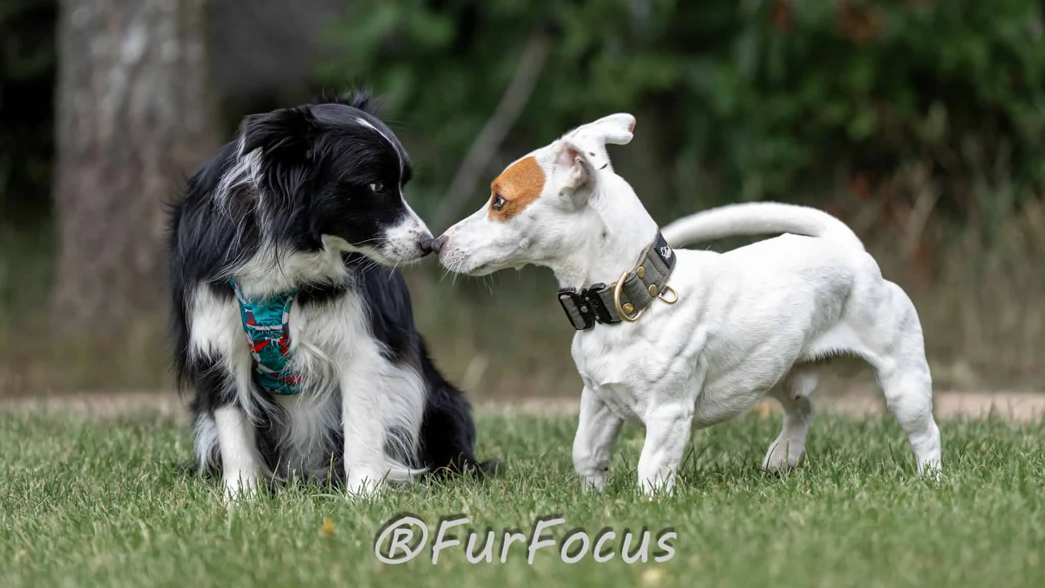 Aleksandsra Zawadzka - Glinka - Galeria - Behawiorysta psów
