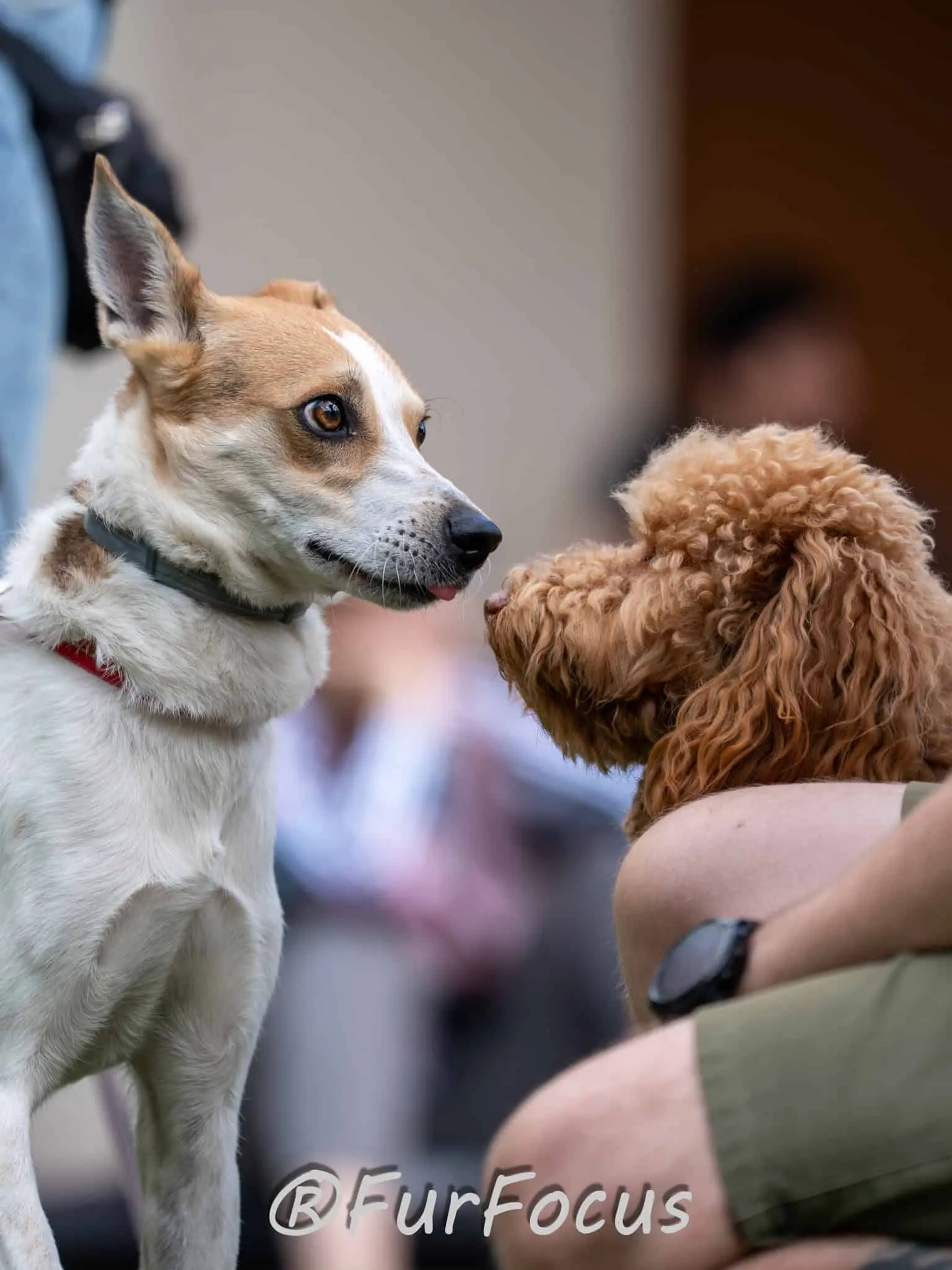 Aleksandsra Zawadzka - Glinka - Galeria - Behawiorysta psów