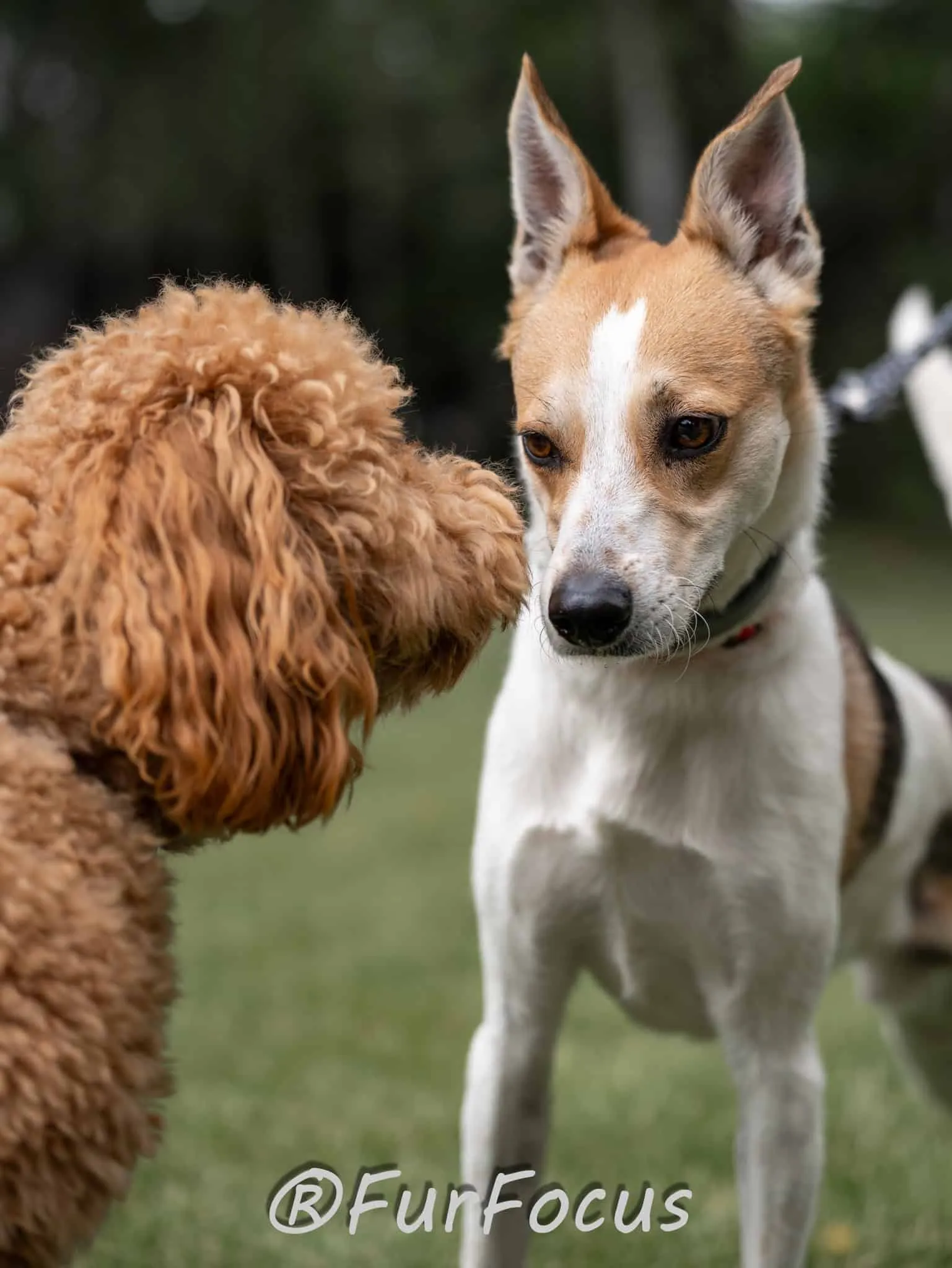 Aleksandsra Zawadzka - Glinka - Galeria - Behawiorysta psów