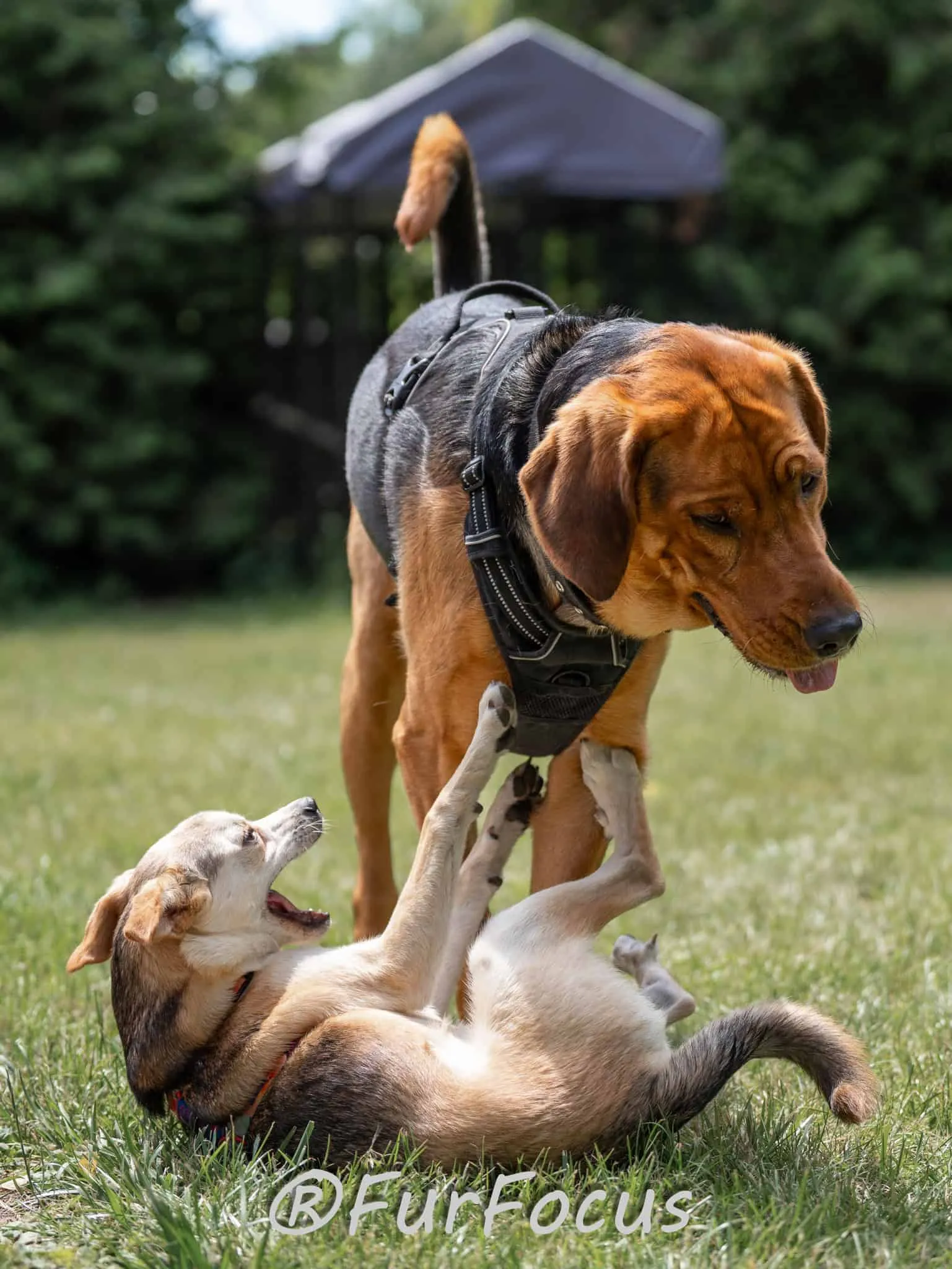 Aleksandsra Zawadzka - Glinka - Galeria - Behawiorysta psów