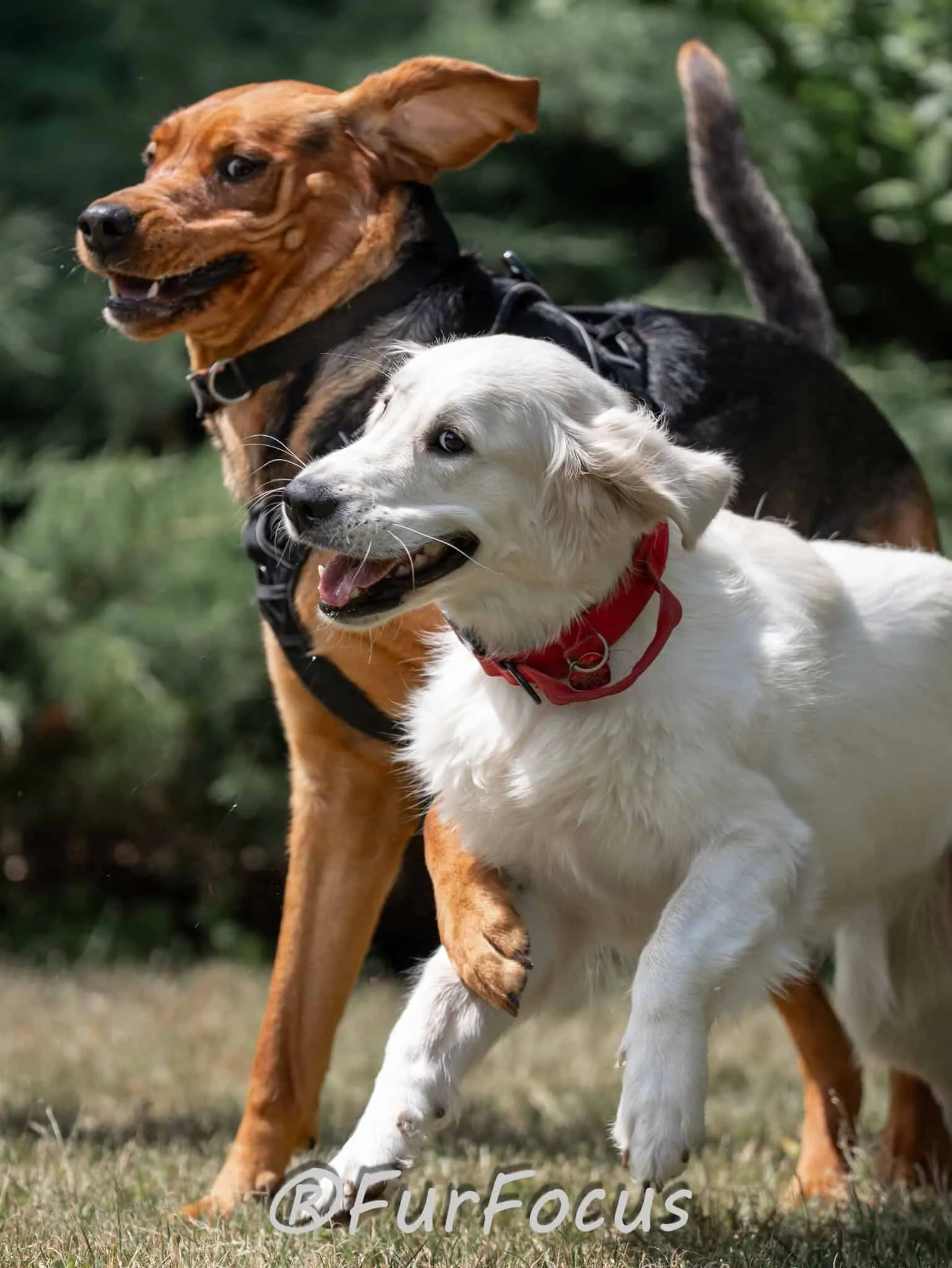 Aleksandsra Zawadzka - Glinka - Galeria - Behawiorysta psów
