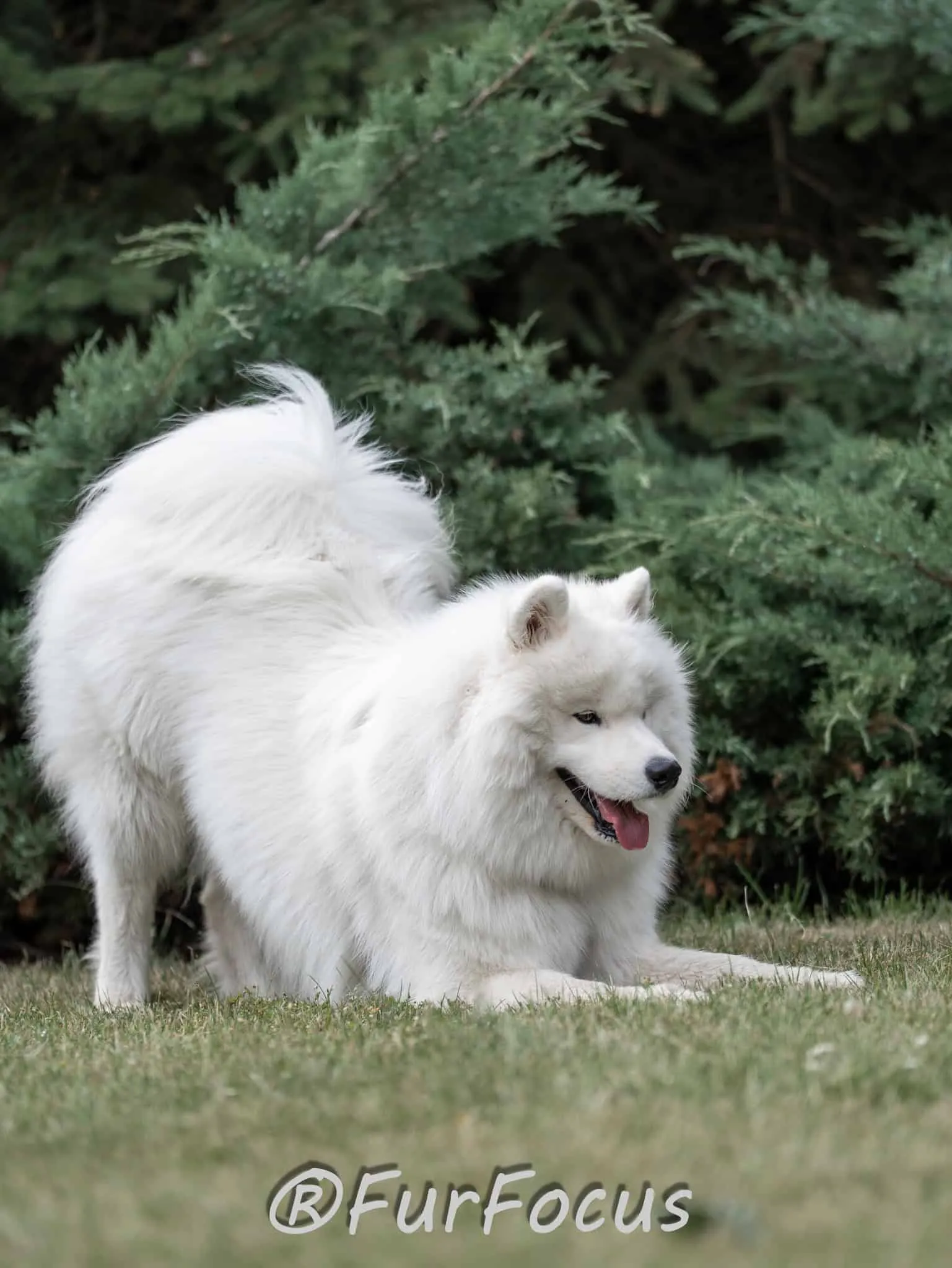 Aleksandsra Zawadzka - Glinka - Galeria - Behawiorysta psów