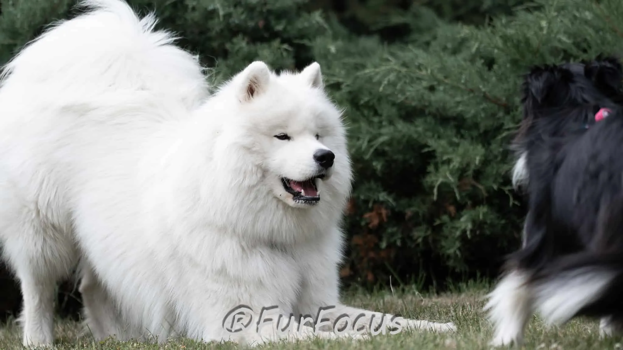 Aleksandsra Zawadzka - Glinka - Galeria - Behawiorysta psów