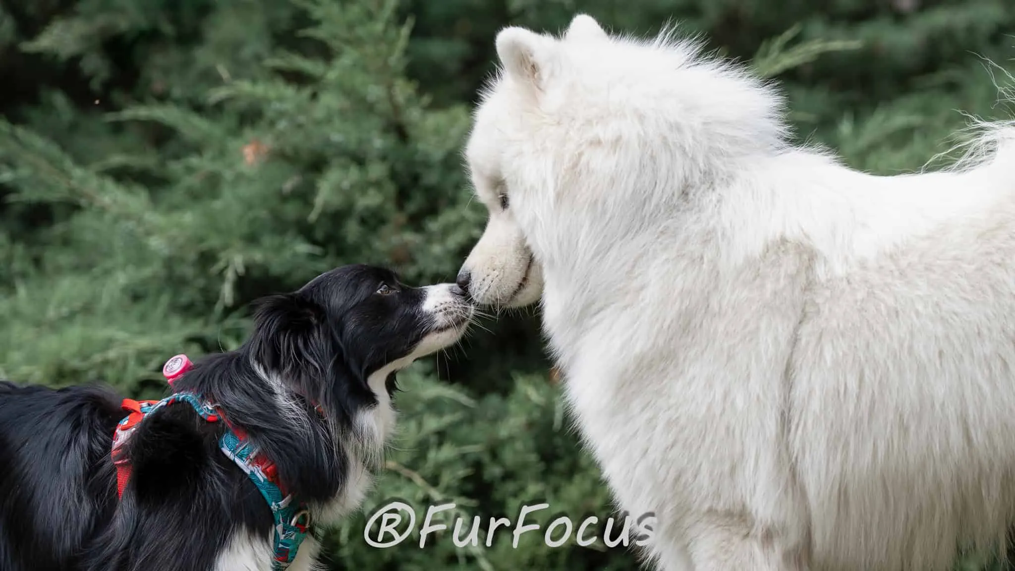 Aleksandsra Zawadzka - Glinka - Galeria - Behawiorysta psów