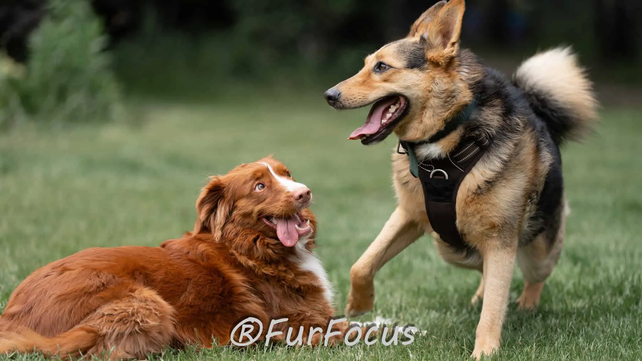 Aleksandsra Zawadzka - Glinka - Galeria - Behawiorysta psów