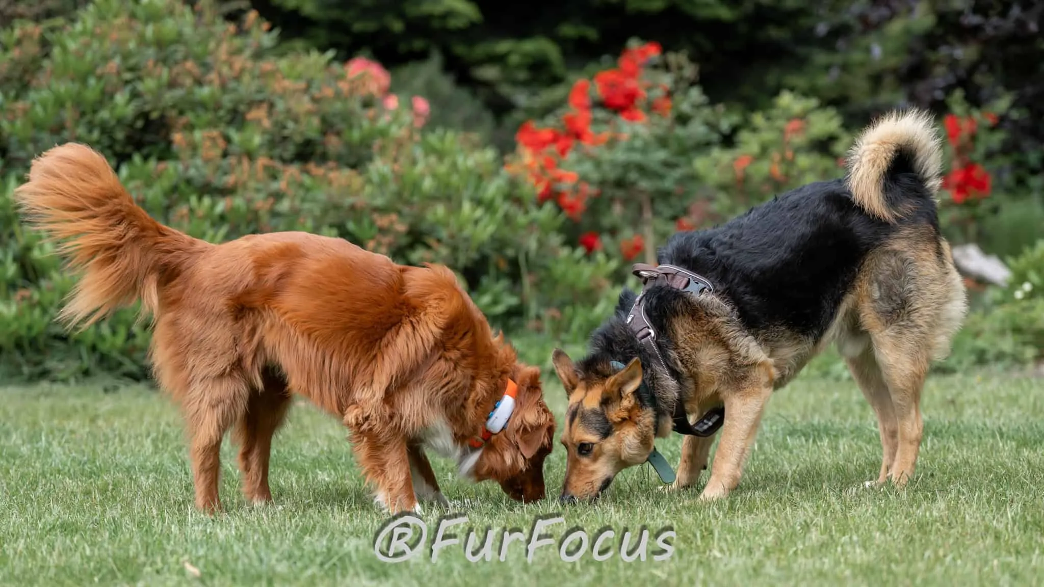 Aleksandsra Zawadzka - Glinka - Galeria - Behawiorysta psów