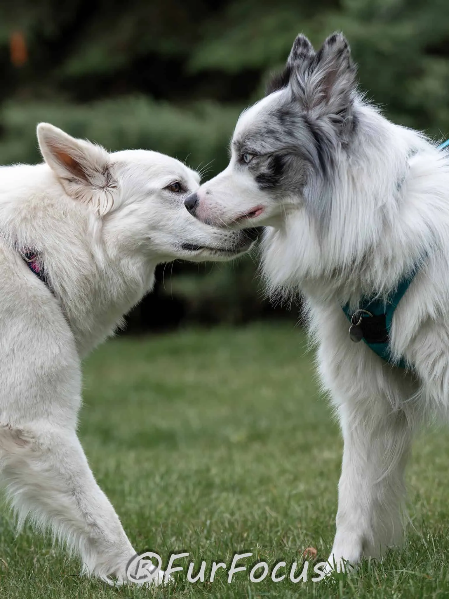 Aleksandsra Zawadzka - Glinka - Galeria - Behawiorysta psów