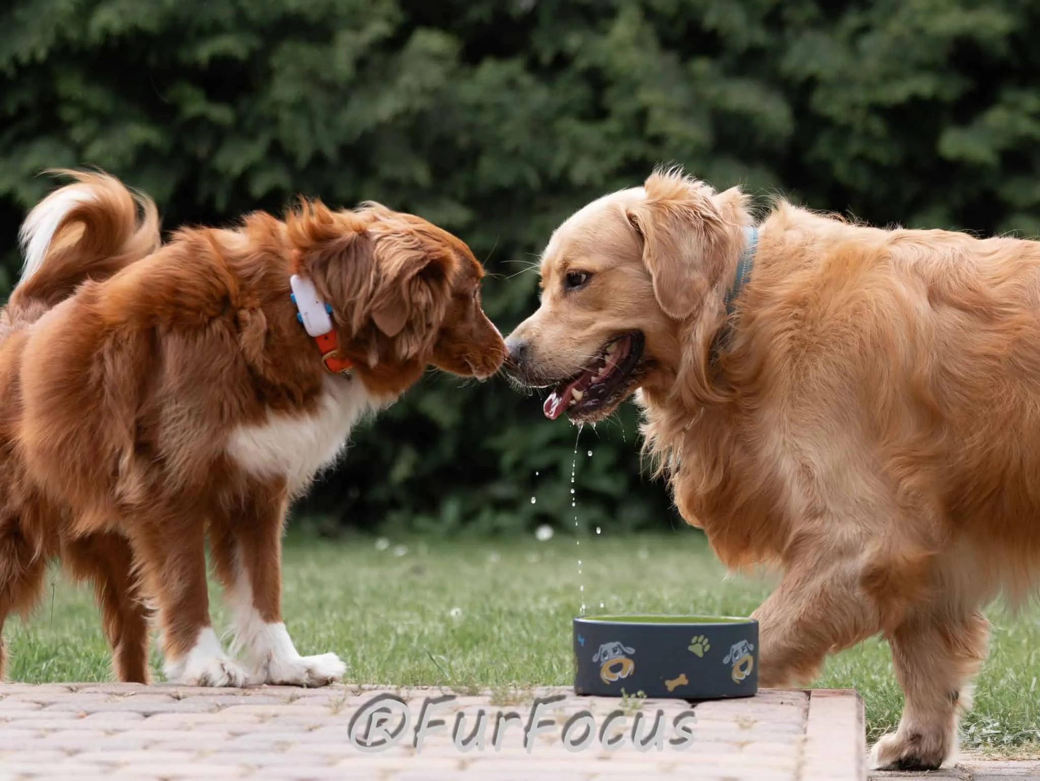 Aleksandsra Zawadzka - Glinka - Galeria - Behawiorysta psów