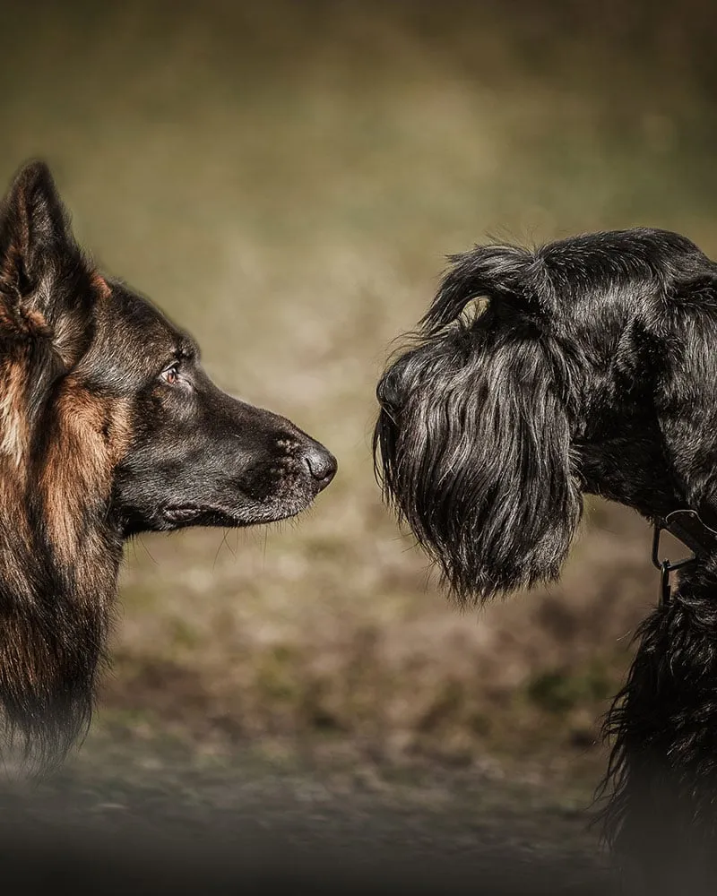 Aleksanda Zawadzka-Glinka Behawiorystka Zwierząt Towarzyszących