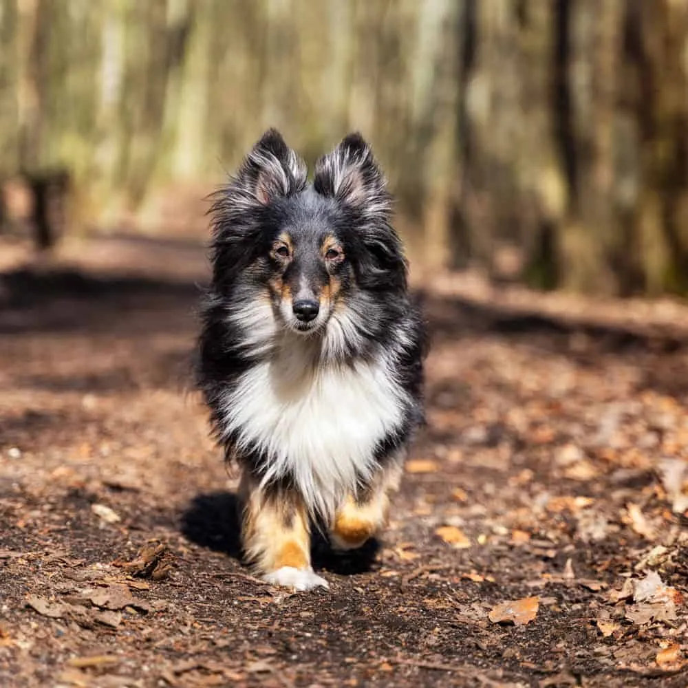 Aleksanda Zawadzka-Glinka Behawiorystka Zwierząt Towarzyszących