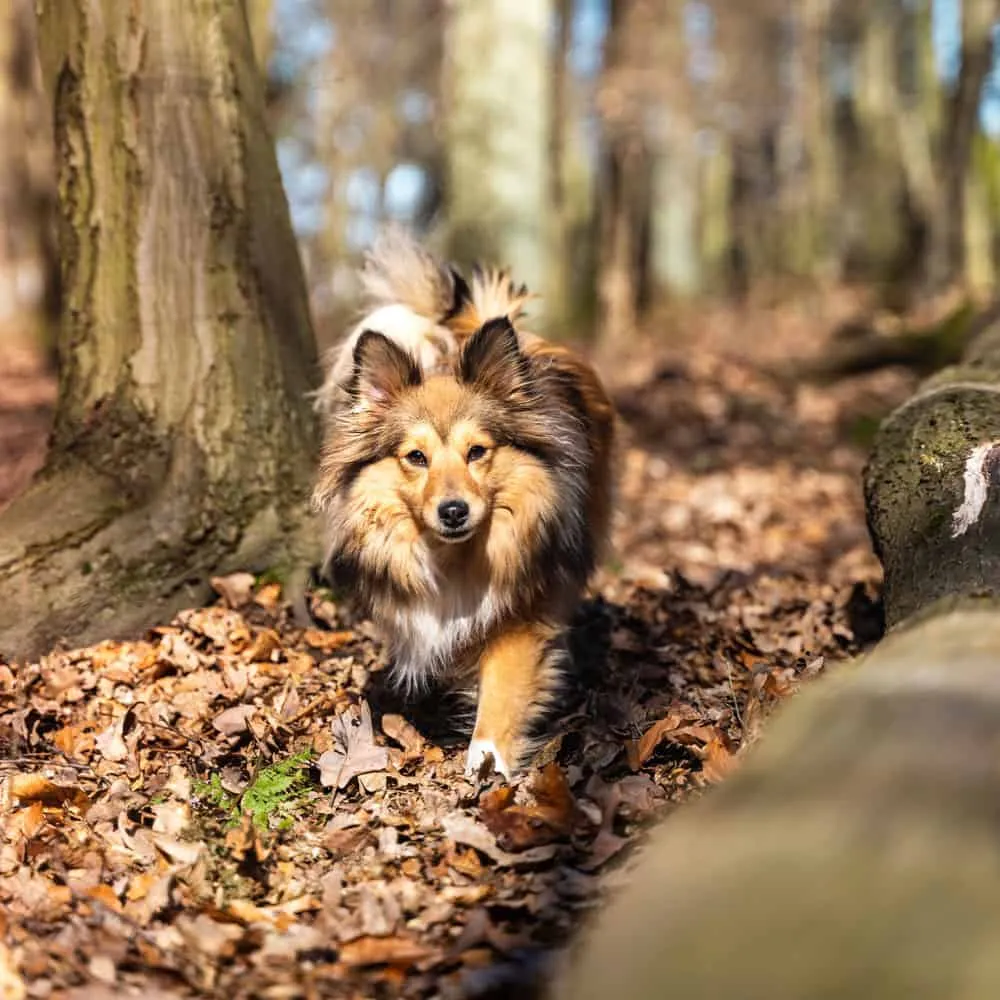 Aleksanda Zawadzka-Glinka Behawiorystka Zwierząt Towarzyszących